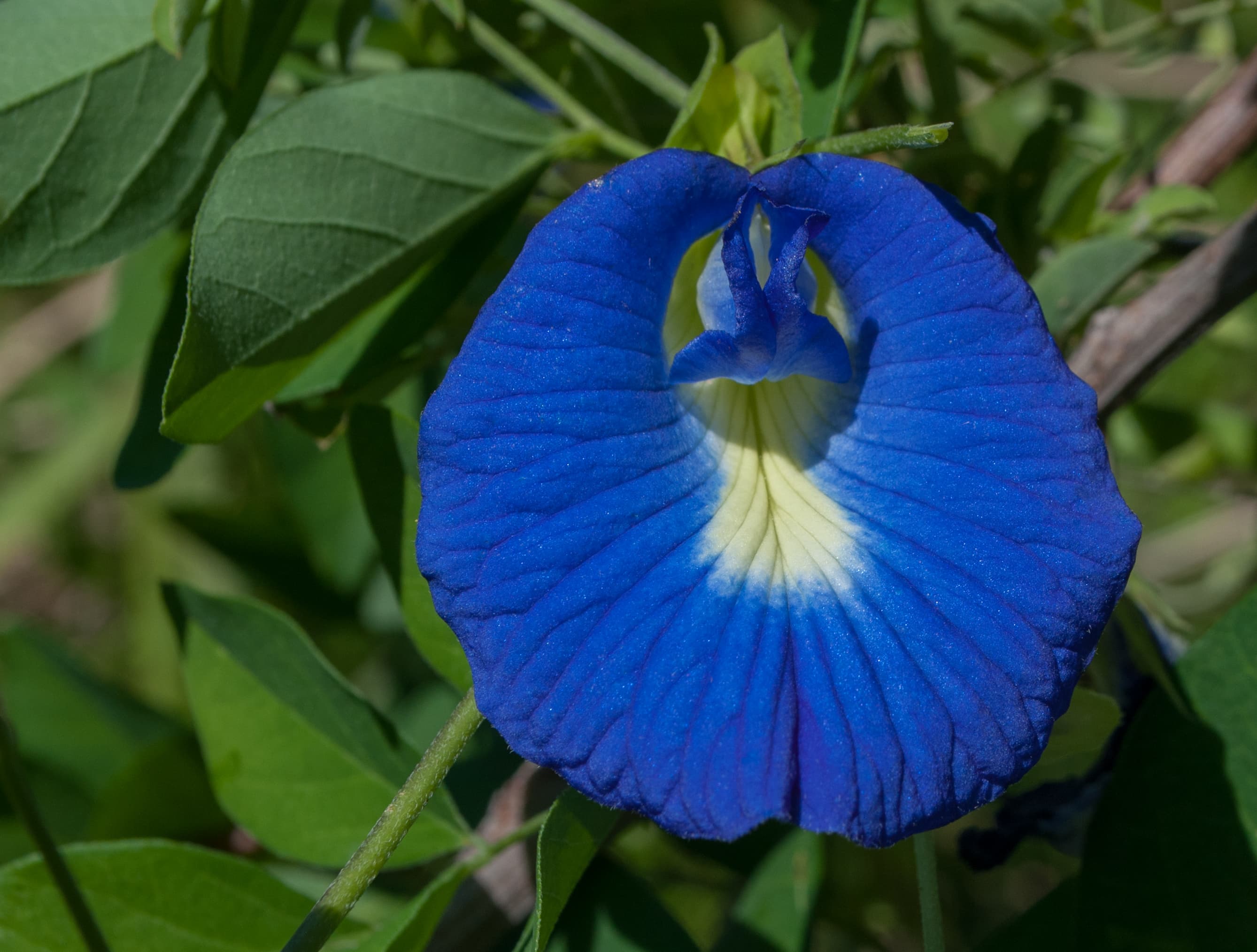 Blue Clitoria ternatea butterfly pea flower