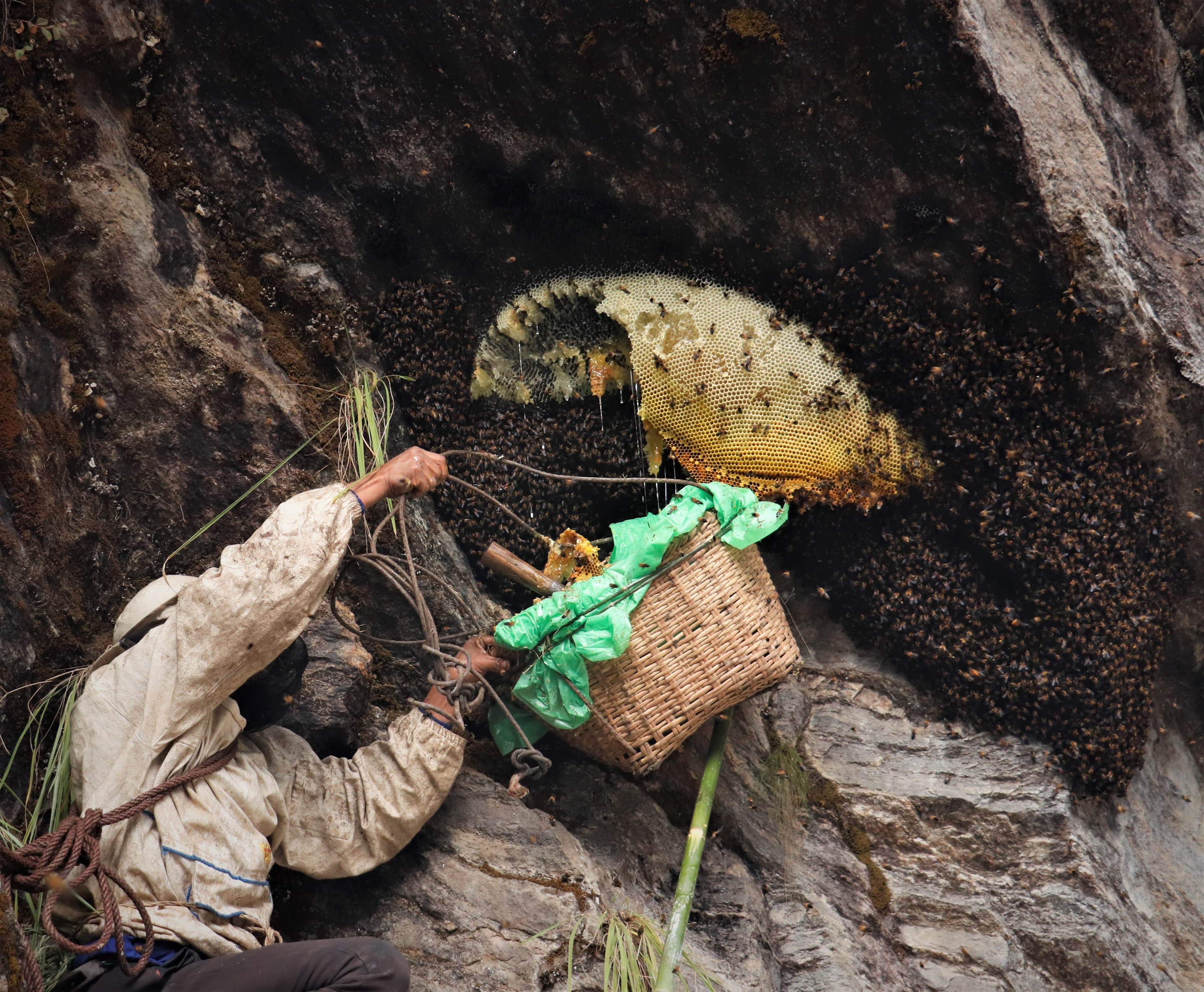 A Gurung honey hunter roped to a Himalayan cliff harvests wild mad honey comb covered in giant Himalayan bees, using a bamboo tool and basket, in Nepal