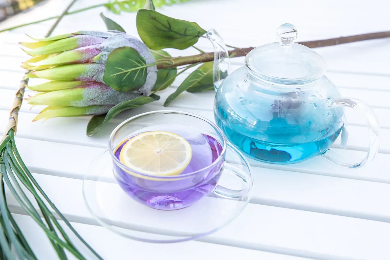 Butterfly Pea feature