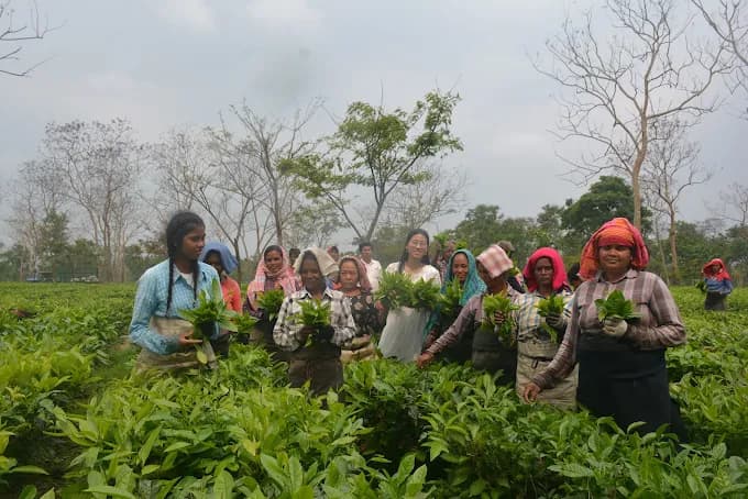 Suiro Teas feature