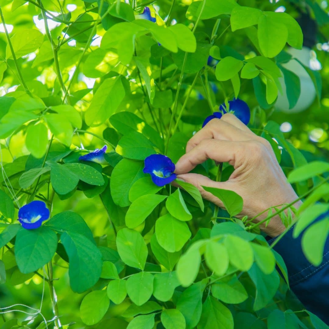 Butterfly Pea feature